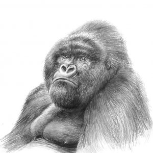 Desenho - Intermediário